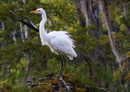 洁白的白鹭图片大全