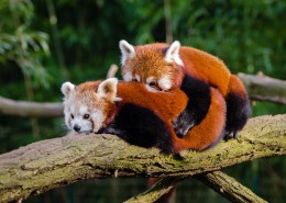 树干上的小熊猫图片