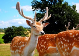 可爱的梅花鹿图片