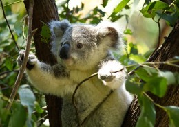 性格温顺的考拉图片大全