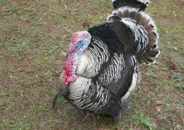 拥有金属光泽羽毛的火鸡图片