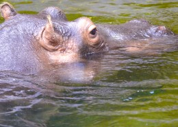 露出水面的河马头部图片