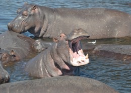 健壮的河马图片