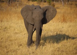 一头野生大象图片