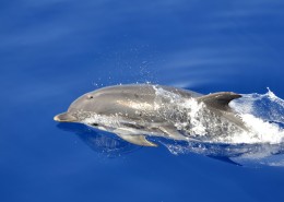 活泼可爱的海豚图片大全