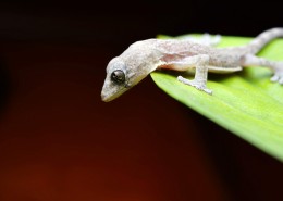 小壁虎图片大全