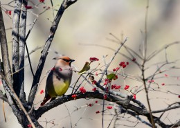 树上的太平鸟图片大全
