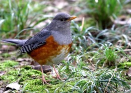 草地上的灰背鸫图片大全