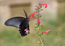 黑色的蝴蝶图片