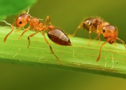 微距举腹蚁图片