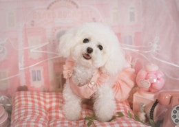 萌萌的泰迪犬图片大全