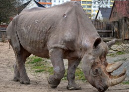 健壮的犀牛图片