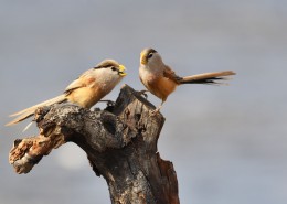 震旦鸦雀图片大全
