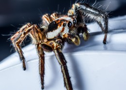 一只蜘蛛高清图片大全