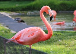 羽毛光鲜的火烈鸟图片