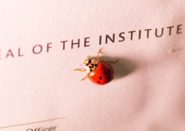 一只七星瓢虫图片大全