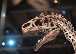 恐龙化石图片大全