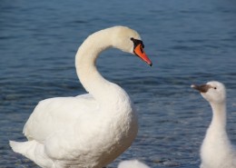美丽的白天鹅图片