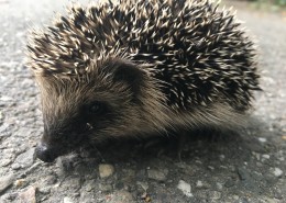 可爱娇小的刺猬图片