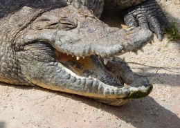 凶狠的鳄鱼图片大全