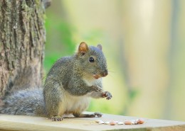活泼的小松鼠图片