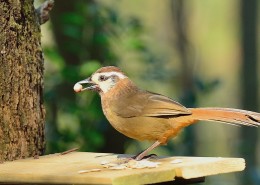 眼纹噪鹛鸟类图片大全
