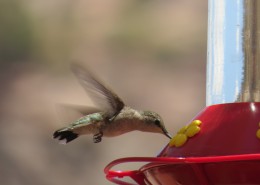 身体娇小的蜂鸟图片