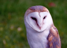 好看的谷仓猫头鹰图片