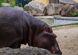 健壮的河马图片大全