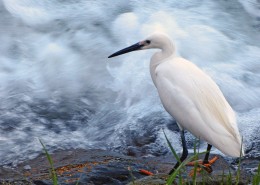 洁白的白鹭图片大全