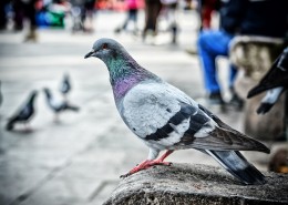 不同颜色的鸽子图片