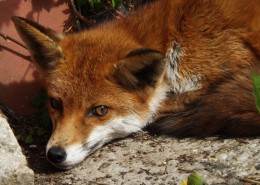 毛茸茸的狐狸图片大全