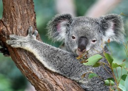 可爱的考拉图片