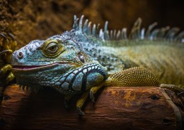 敏捷的蜥蜴图片大全