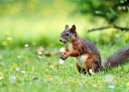 萌萌的松鼠图片