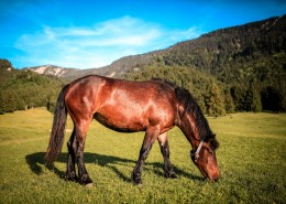 棕色的骏马图片