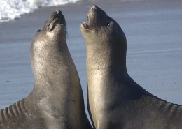 呆萌的海狮图片