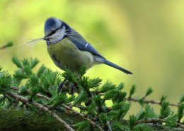 可爱的山雀图片