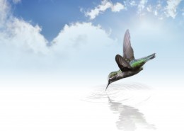 可爱的蜂鸟图片