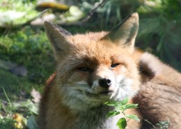 好看的狐狸图片大全