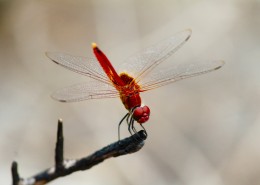 停歇的蜻蜓图片