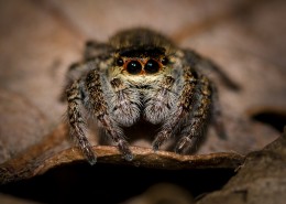 形态各异的蜘蛛图片