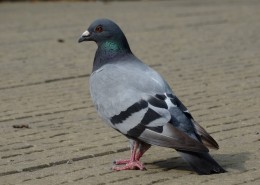 灰色的鸽子图片