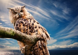 灵动的猫头鹰图片