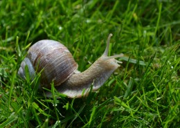 爬行缓慢的蜗牛图片