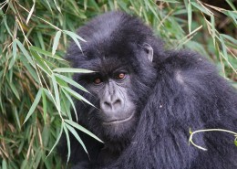 可爱的大猩猩图片