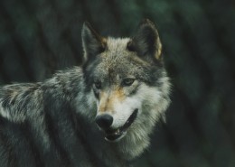 凶残的狼图片大全