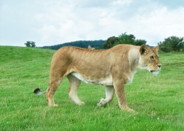 雄壮的母狮图片