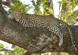 趴着的金钱豹图片