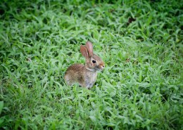 可爱的兔子图片